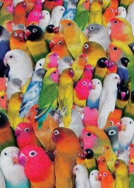 پرنده های رنگارنگ