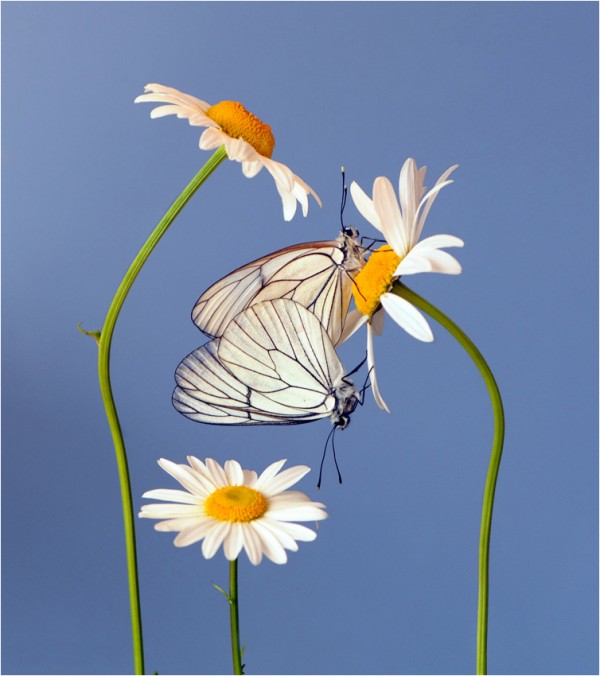 پروانه سفید