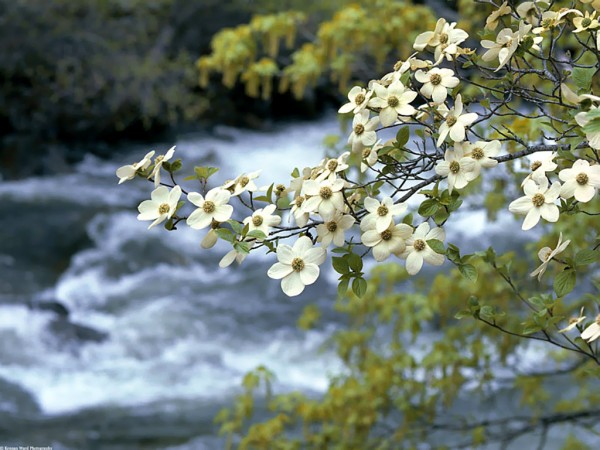 شکوفه