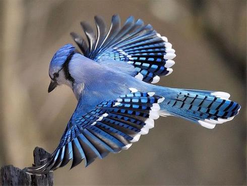 پرنده آبی