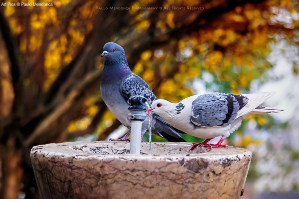 کبوترهای زیبا