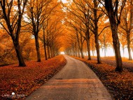 جاده و پاییز