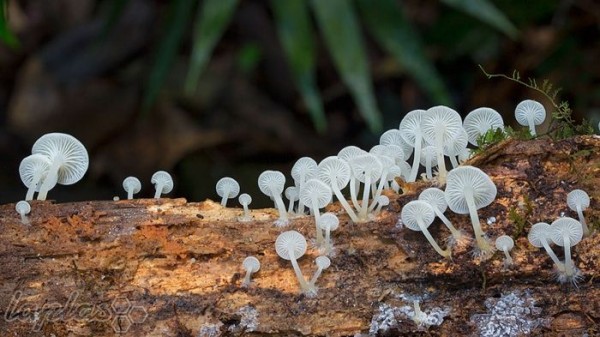قارچ استرالیایی
