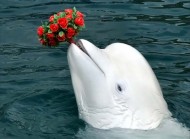 دلفین سفید
