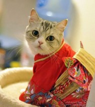 گربه کیمونو پوش