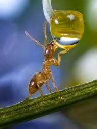 مورچه و قطره آب