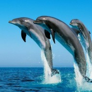 پرش دلفین ها