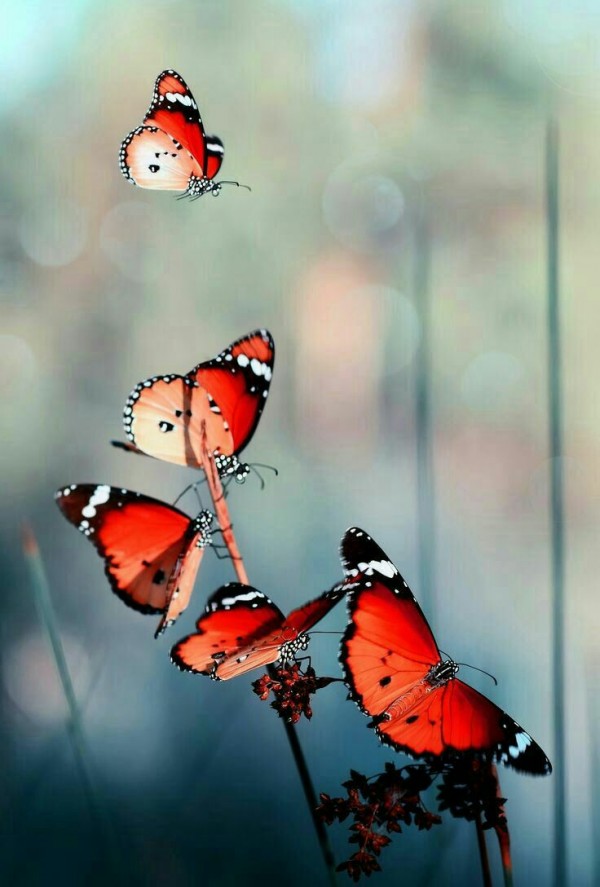 پروانه های زیبا