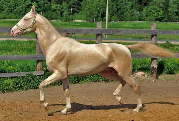 اسب طلایی