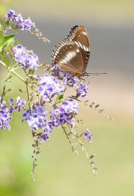 پروانه