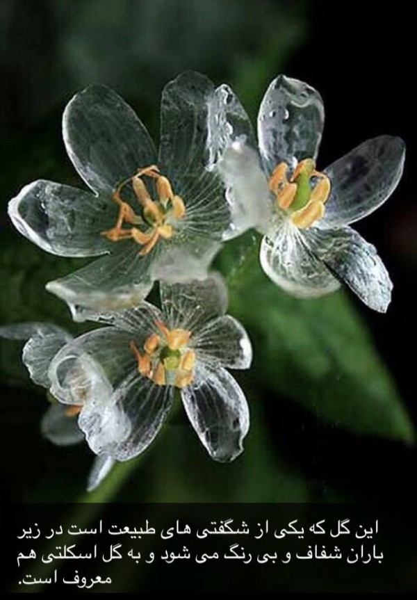 گل اسکلتی