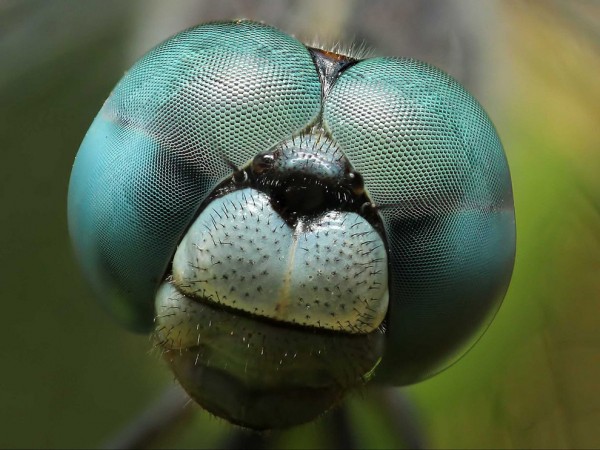تصویر ماکرو از سر یک حشره