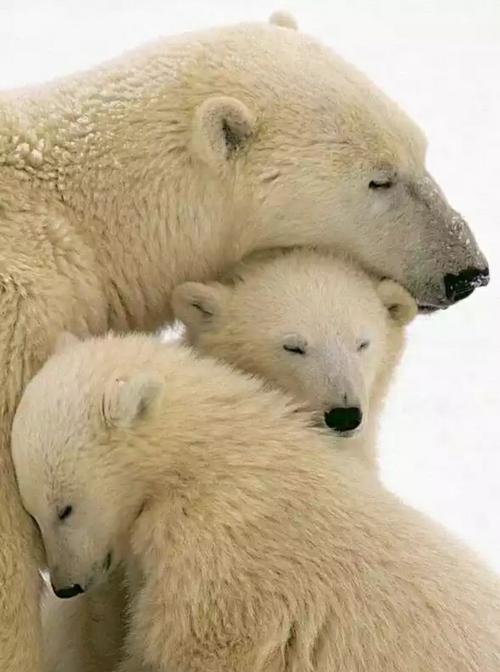 خانواده خرس های قطبی