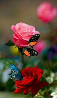 گل و پروانه